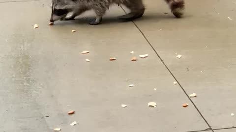 Raccoon eating bird’s bread