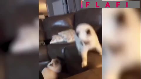 Crazy cats playing in the couch 😂😂