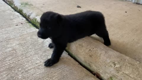 8 Three week old German Shepherd Puppies out for first time...