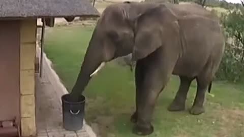 Smart Elephant 🤓🐘 picks up litter- smart animals 🤓🤓