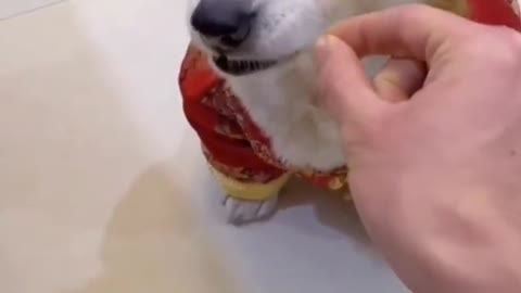 Dog gets angry when pranked by human.