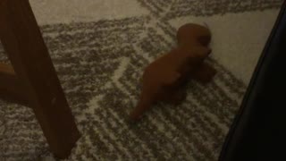 Brown dachsund plays with table on carpet floor