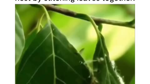 Tailorbirds create their nests by skillfully stitching together leaves.