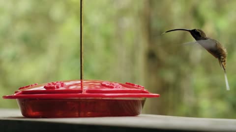 Can Hummingbird drink water heated by the sun