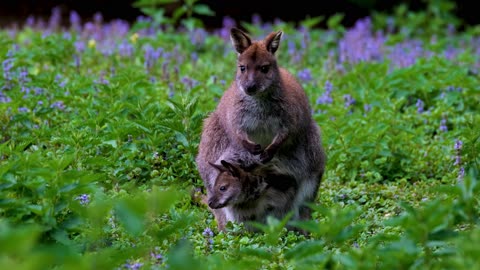 A Mother Wallaby with Baby in her Pouch