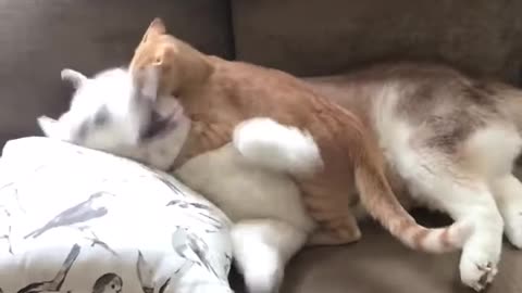 Cat bullies husky