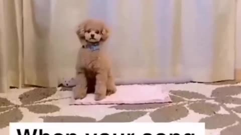 "Bichon Beats: Unleashing the Paw-some Dance Moves for the Perfect Song!"