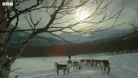 Reindeer Amazing Adaptation to Living in Snow | Spying Animals | Mystery Of Wildlife