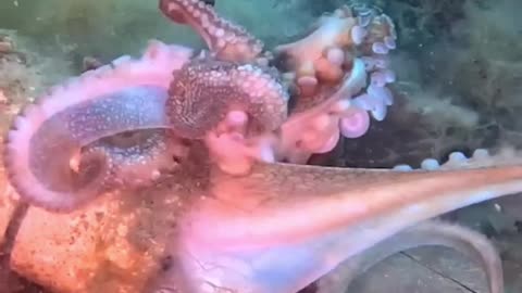 Deep-sea drama: Octopus clash creates tangled 'mess of arms' 🐙🌊