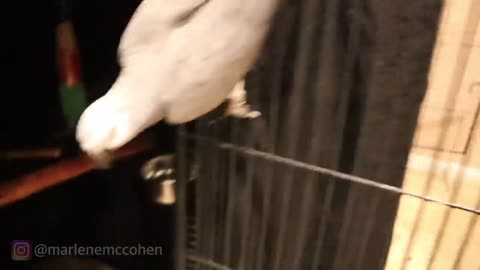 Getting my birds ready for bed! 10 misbehaving parrots! (Funny Vinny Subtitles)