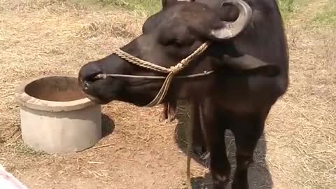 buffalo lover