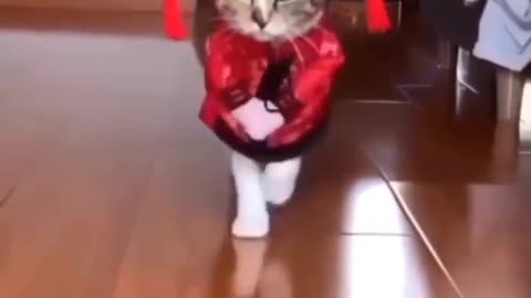 Have you ever seen real life CAT WALK, Watch this