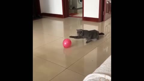 Cat checks the danger of a balloon