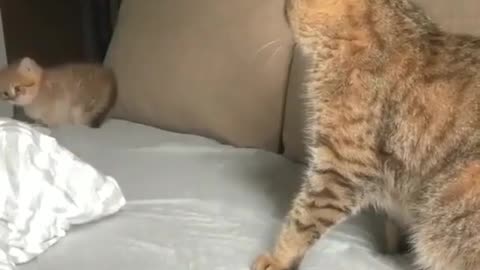 Funny And Cute Cat Video