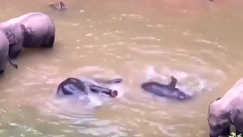 Two baby elephants swim