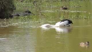 Pelican feeding in Florida