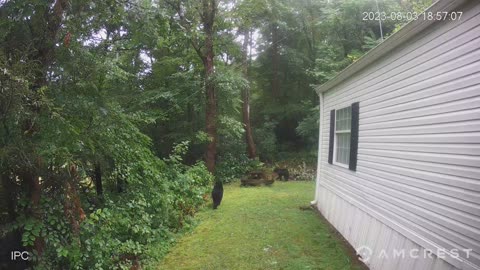 Two Black Bears At My House - 08/03/2023 @ 7:00 pm - East Tennessee