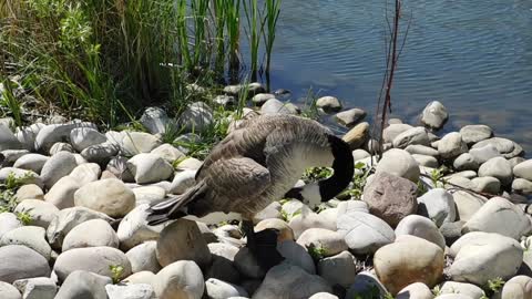 GOOSE GROOMING BIRD IN A SEA SITE