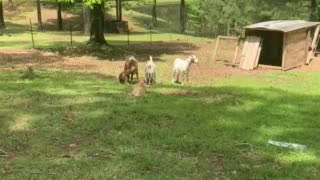 Anatolian Shepherd puppy at work