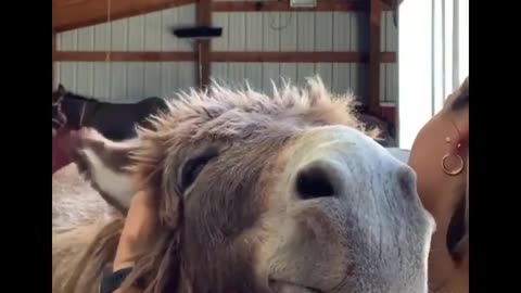 Cute And funny horse Videos Compilation cute moment of the horses - Cutest Horse #03