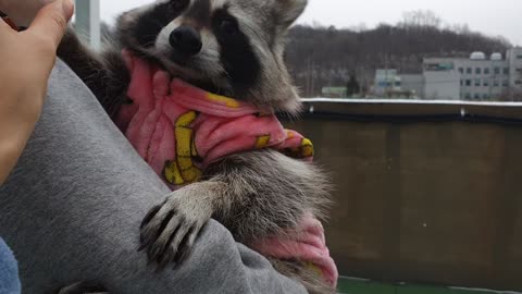 Raccoon refused to have a snowball fight with his sister.