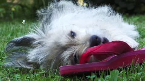 Dog didn't like his Christmas gift?