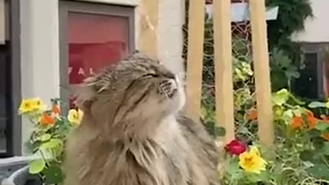 😹Cats Doing Cat Things😹 part (6)