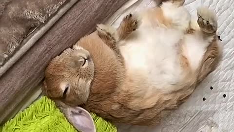 The rabbit sleeps on a full stomach