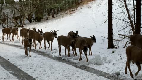 Herd of Kodiak Deer Congregate against the Cold