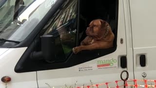 Dog Just Lounging on the Job