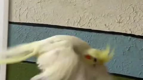 Cockatiel Wing Exercise