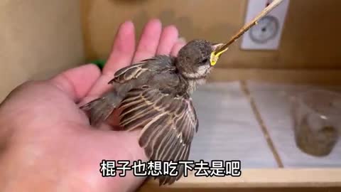 hairy little sparrow