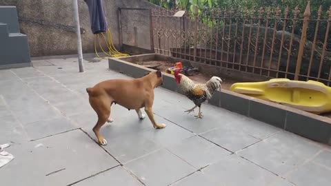 Funny animal 🦴🦴"Rooster X Dog The biggest fight in history"