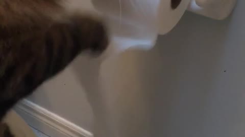 Cat sitting on toilet unrolling toilet paper