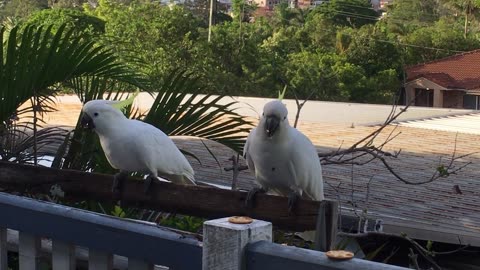 Afternoon Cockatoo Visitors In Australia