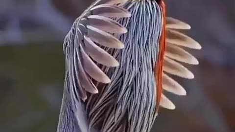 Beautiful bird||nature beauty