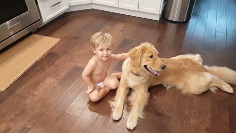 Gentle Golden Retriever lets toddler pull on tongue