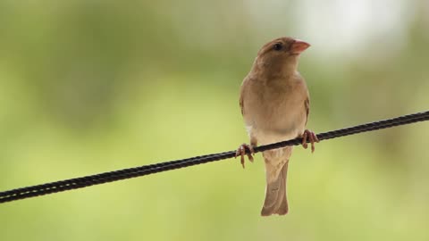 Close-up View Of A Brown Bird Perched On A Wiree