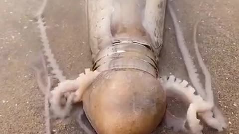 Octopus 🐙 trying to get small bottle.