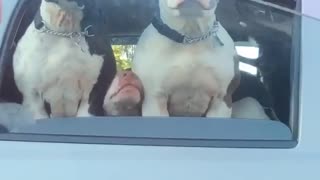 Unexpected Amount of Dogs at Traffic Stop