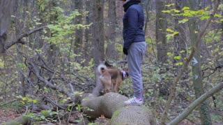 Shiba Inu dog tries desperately to hang on and not fall down from the tree