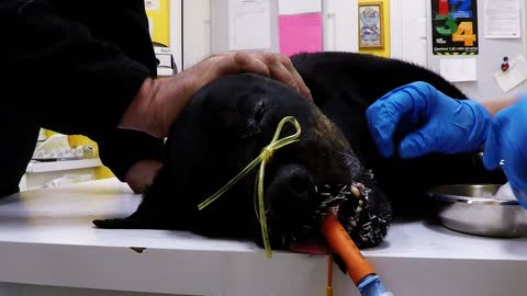 Dog needs emergencey surgery after porcupine attack