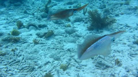 Squid in Bonaire