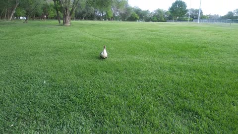 Muscovy Drake Wobbles for Cracked Corn