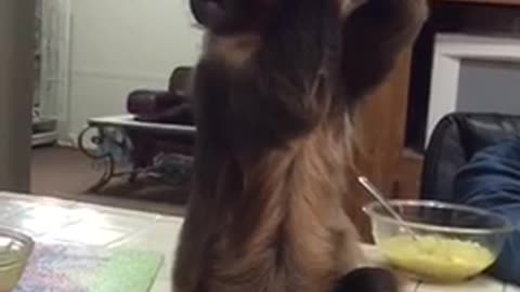 Capuchin monkey wants every last drop of Kool-Aid