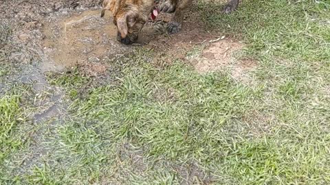 Puppy blowing mud bubbles