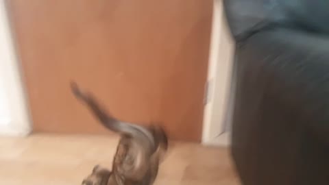 Cat jump on sofa and walking in floor