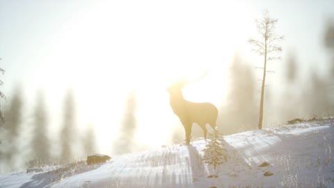 Proud Noble Deer Male in Winter Snow Forest