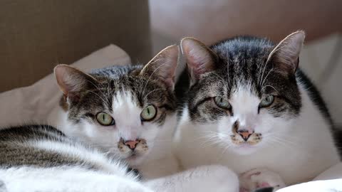 Adorable cute little kitties looking with beautiful eyes