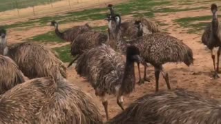 Emus Make Off with Employee Key